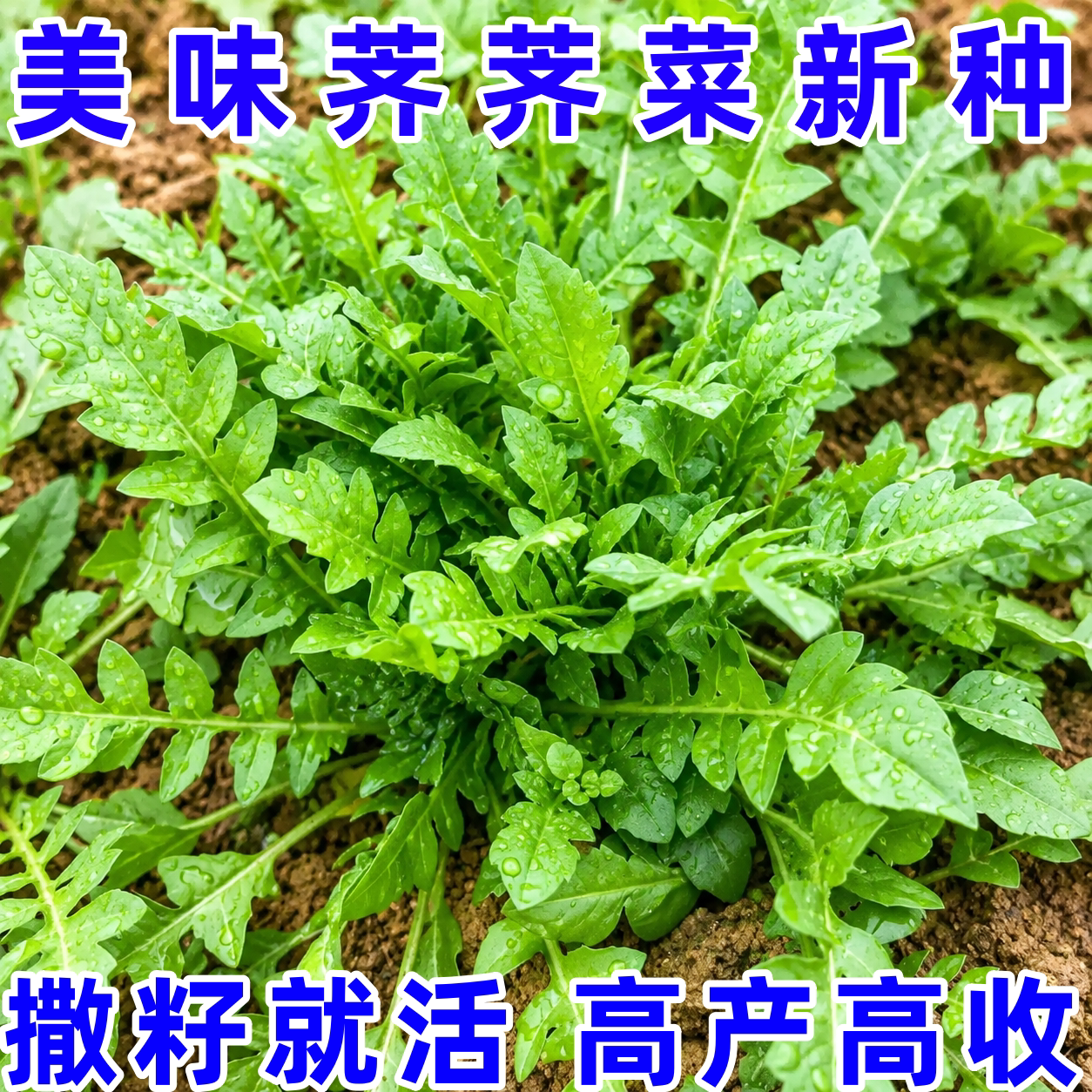 农家四季荠菜种子食用盆栽
