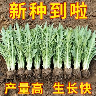 四季花芽甜麦菜种子广东甜麦菜苦麻菜籽青菜春秋季阳台蔬菜种孑籽