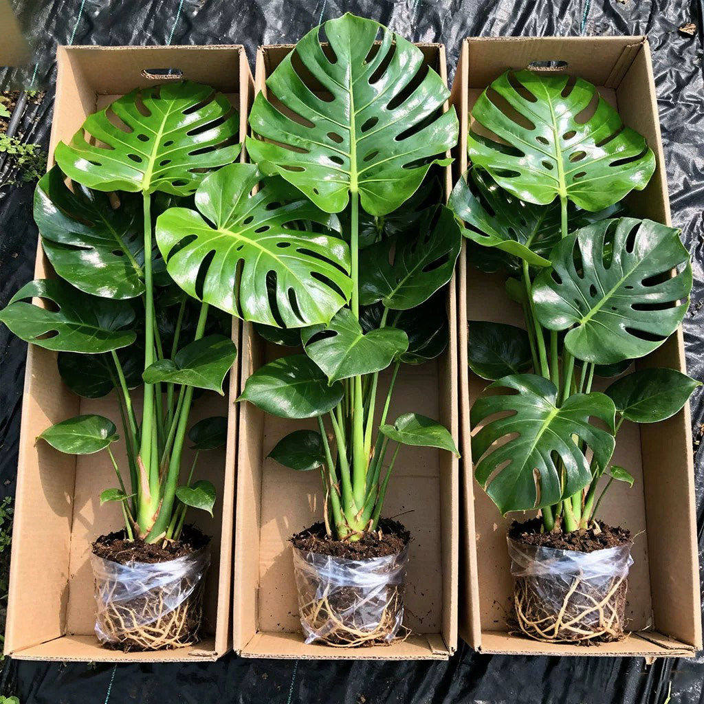 大叶龟背竹水培植物老桩办公室桌面高级感绿植盆栽室内四季好养活