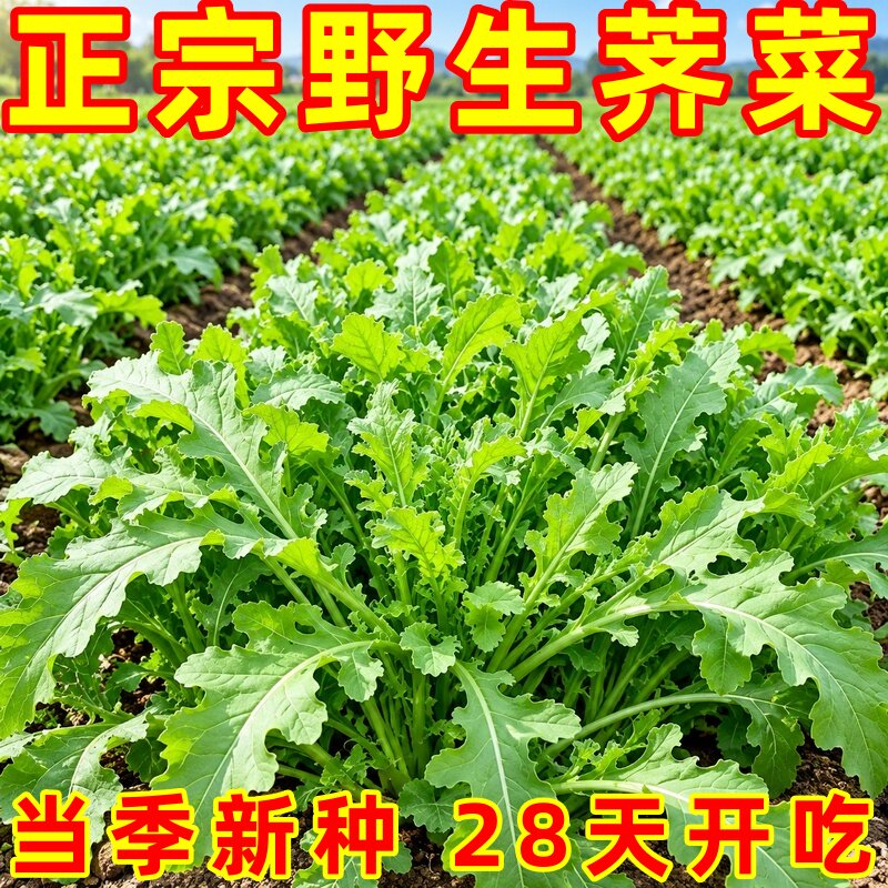 纯野生荠菜种子四季高产