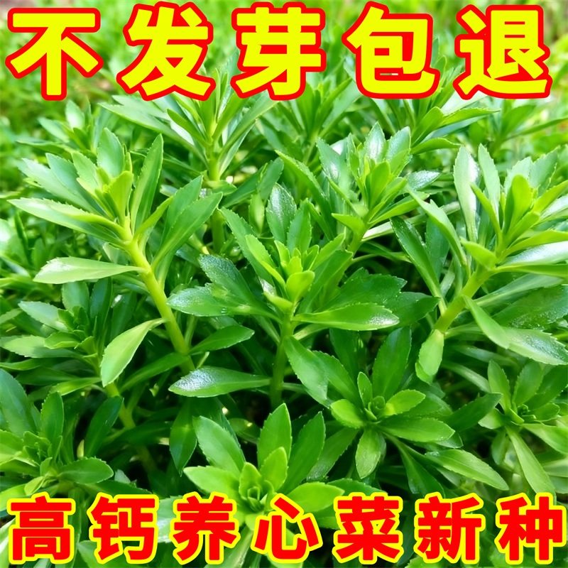 救心养心菜高钙菜种子景田三七保健特色野菜籽种四季播种阳台盆栽,鲜花速递/花卉仿真/绿植园艺,种苗/半成品盆栽,淘宝优惠券,粉丝福利购,淘宝优惠卷