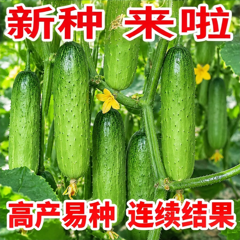 旱黄瓜秧苗四季阳台盆栽耐高温