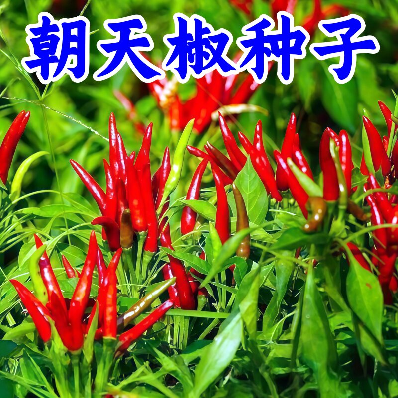 正宗朝天椒小米椒种子四季盆栽