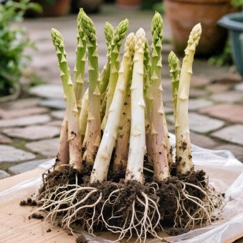 芦笋根苗三年生阳台盆栽食用