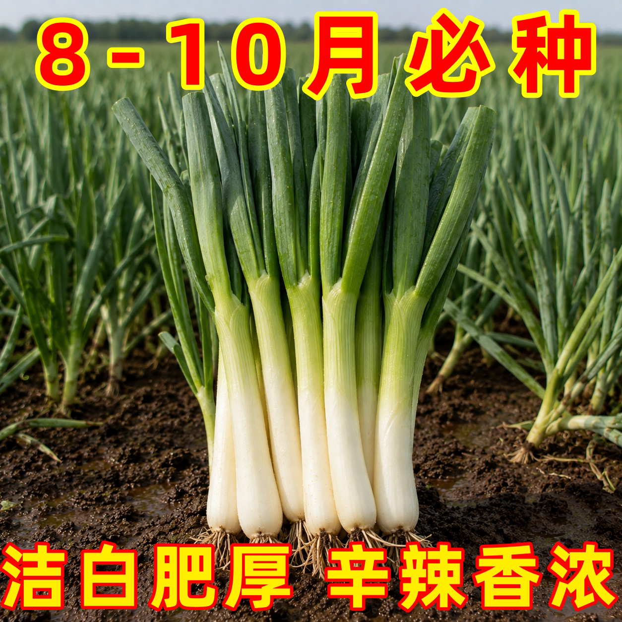 鸡腿大葱种子四季包邮