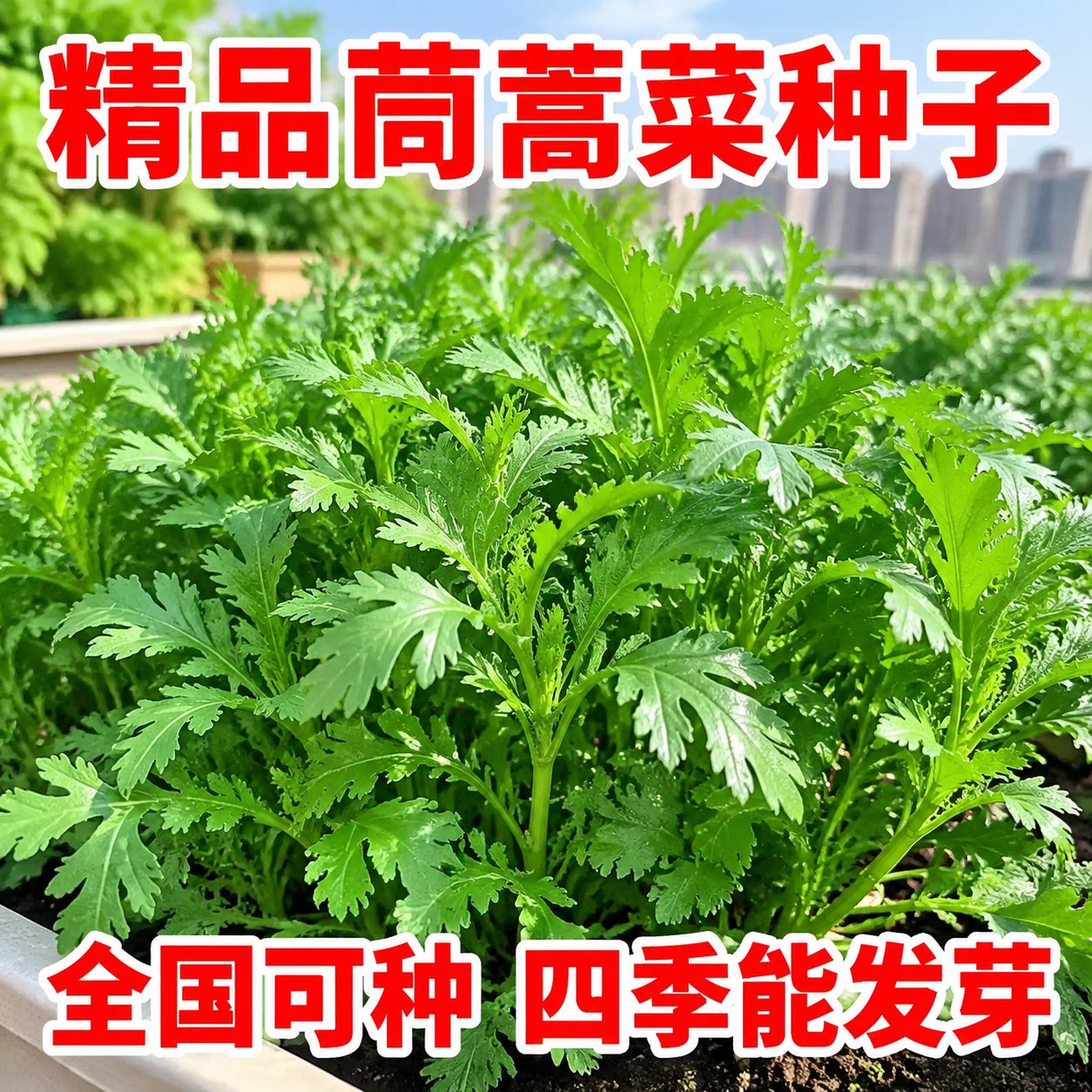 皇帝菜中叶茼蒿种子四季可播