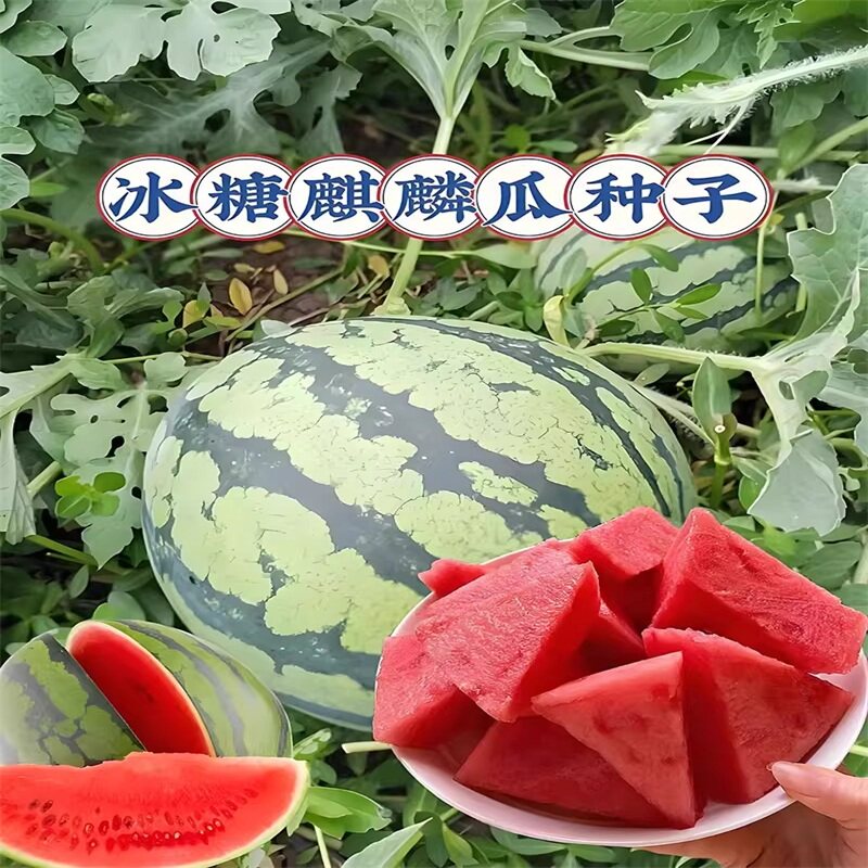 8424麒麟西瓜苗嫁接无籽盆栽