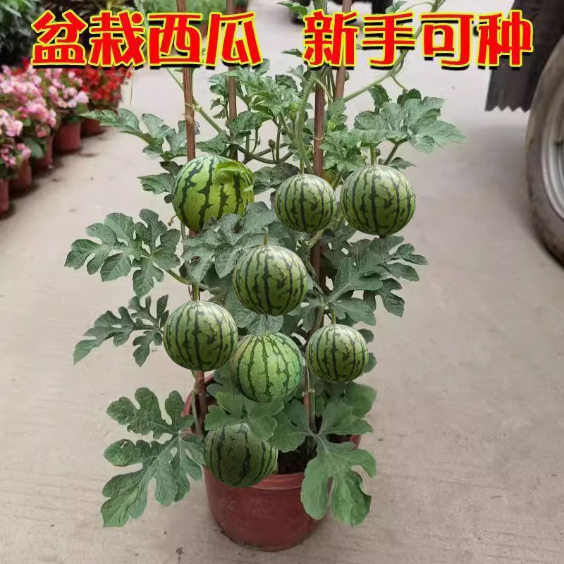 【结果多】超甜薄皮小西瓜种无籽西瓜四季种植阳台盆栽水果种子