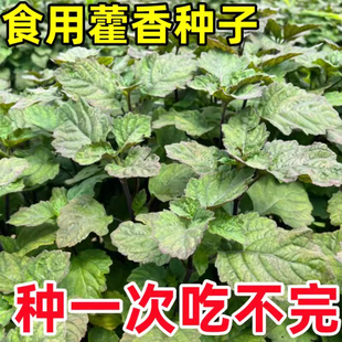 藿香种子药材种子新产藿香种籽可食用解暑霍香正气香草种子多年生