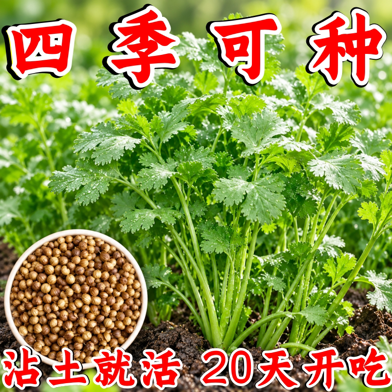 四季速生香菜种子农家种浓香
