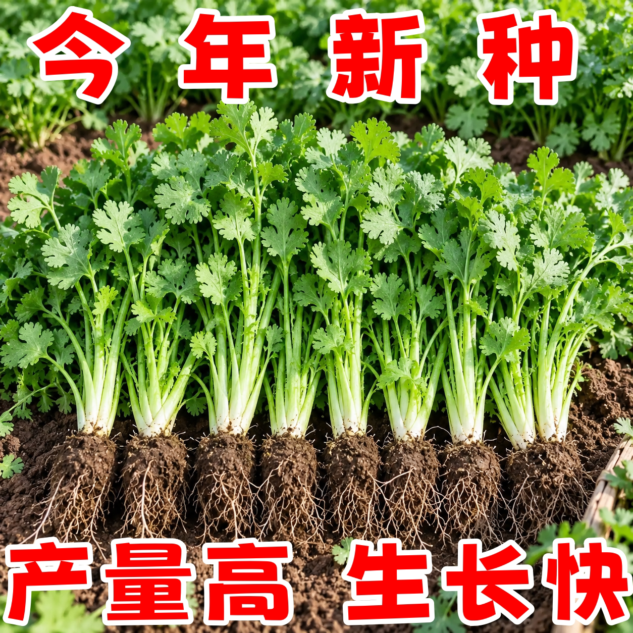 山东速生小叶香菜种子四季播