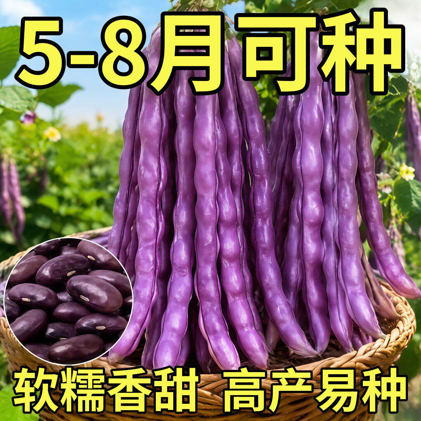 八月忙耐寒耐热高产无筋四季豆种