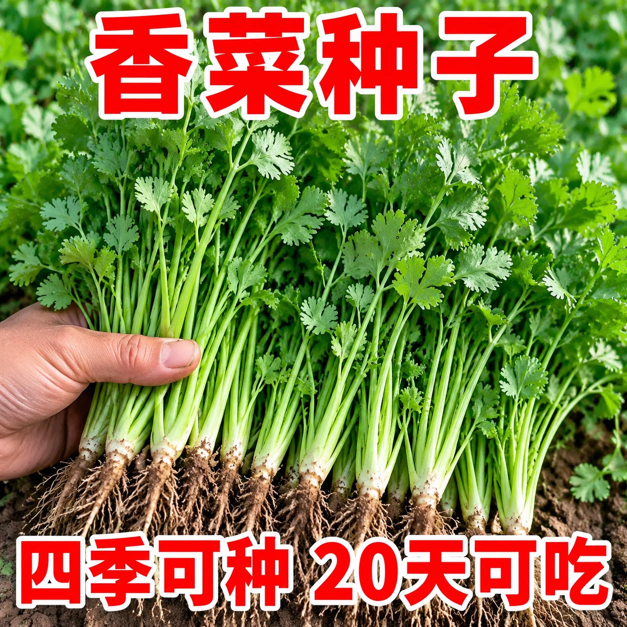 农家小叶香菜芫荽种子四季盆栽