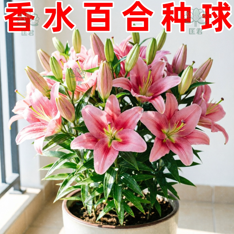 香水百合种球重瓣进口黄天霸室内外阳台多头浓香耐寒带芽秋冬耐寒