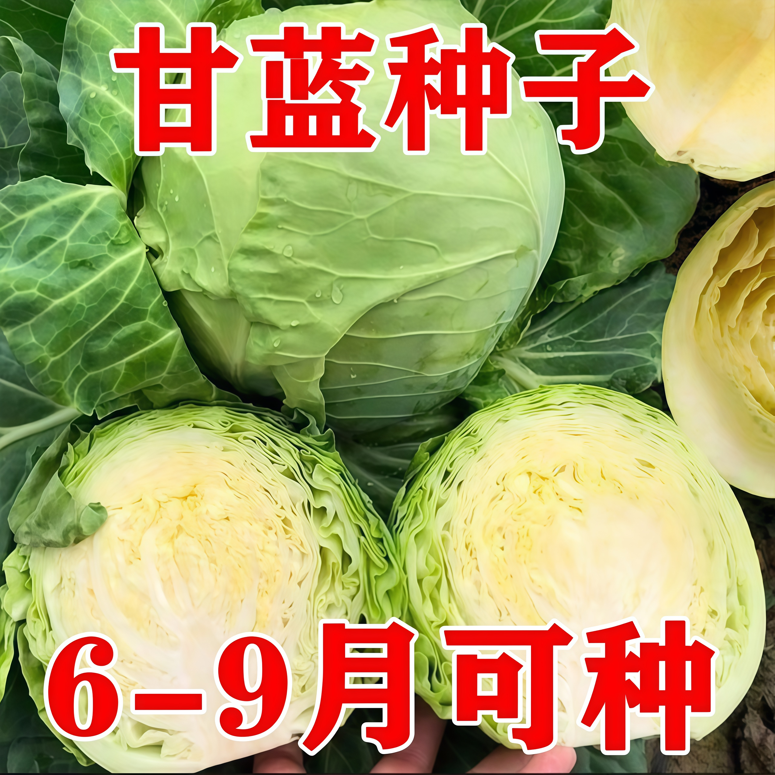 京丰一号甘蓝种子四季播包心菜