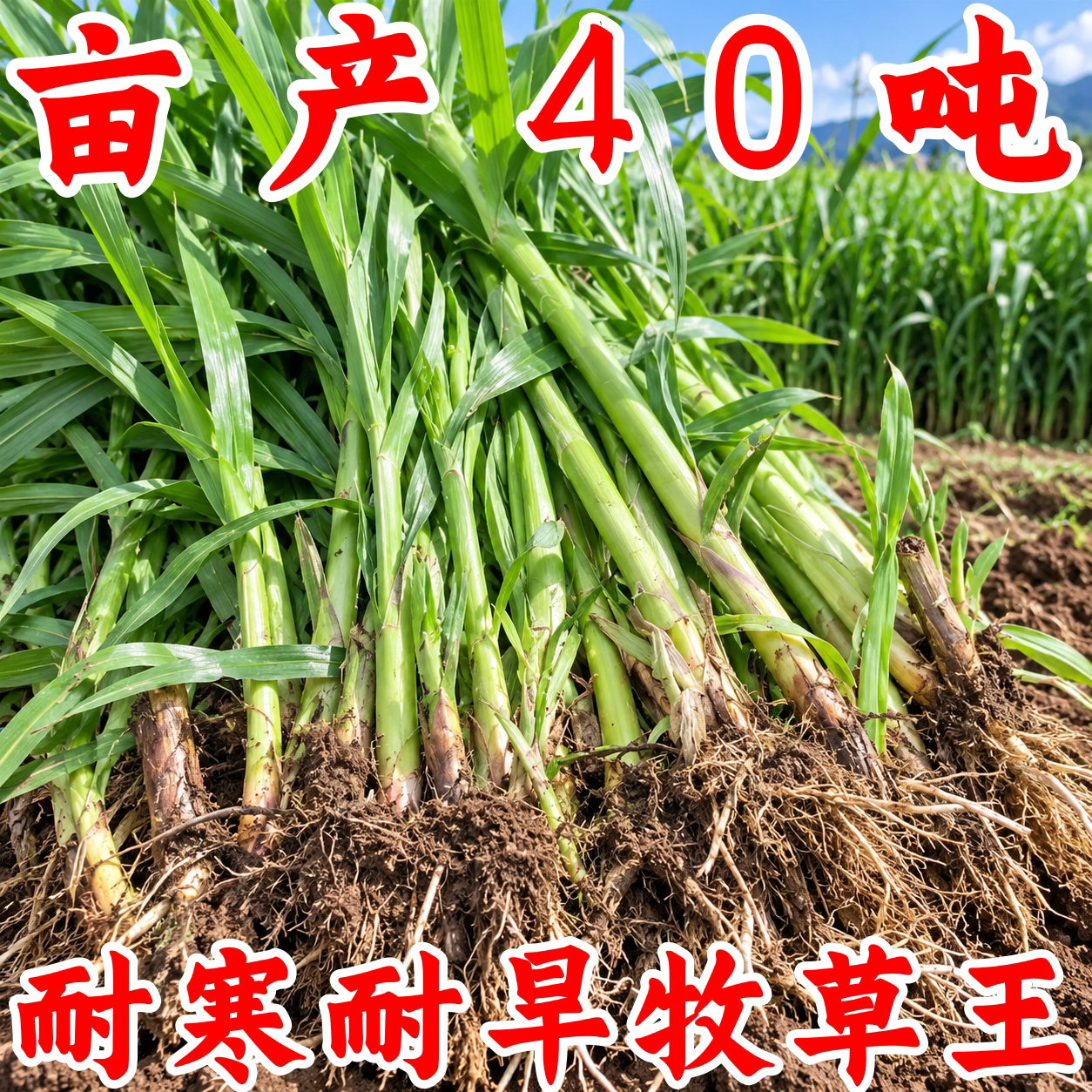 皇竹草红象草无毛耐寒高产牧草