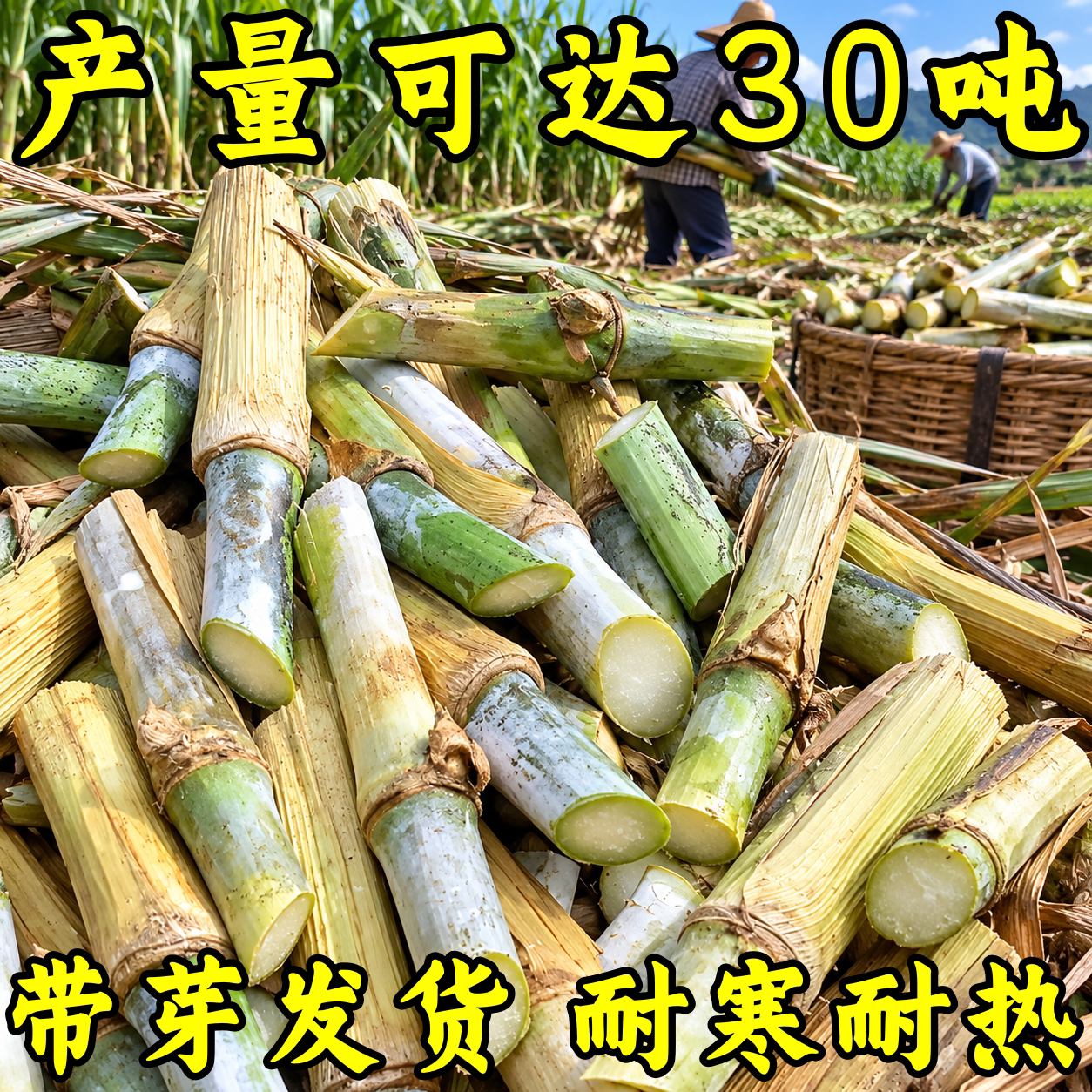 无毛甜象草3号种节耐寒高产种子