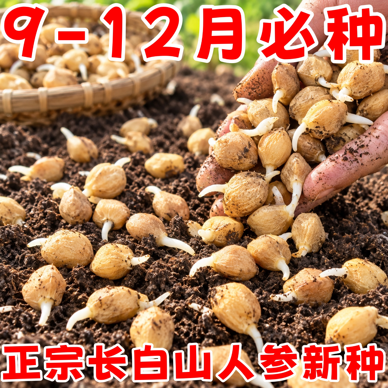 长白山人参种子四季易种易活