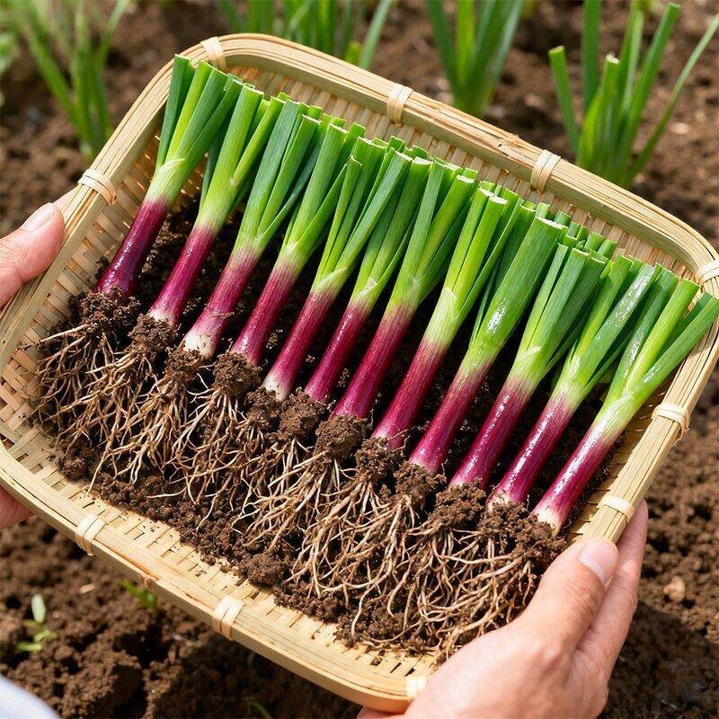 四季种植紫根小叶韭菜根苗
