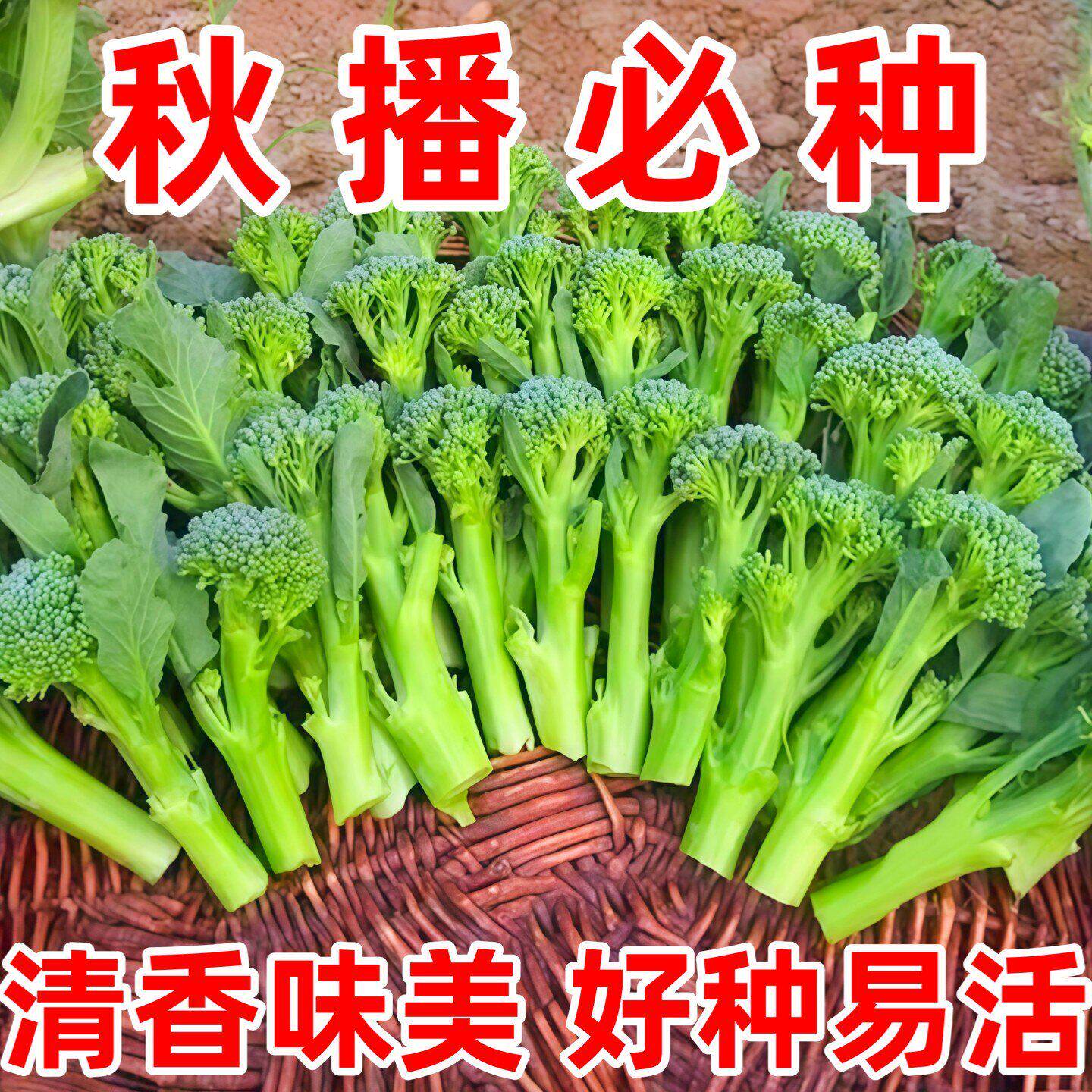 正宗西兰苔种子绿西兰苔四季西洋芥兰西兰花夏天八月种植蔬菜种