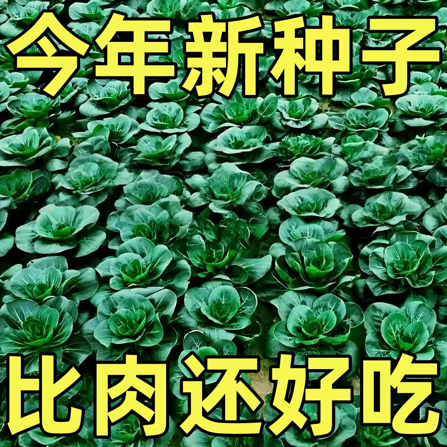 原装正品四季香耐寒耐热青菜种子