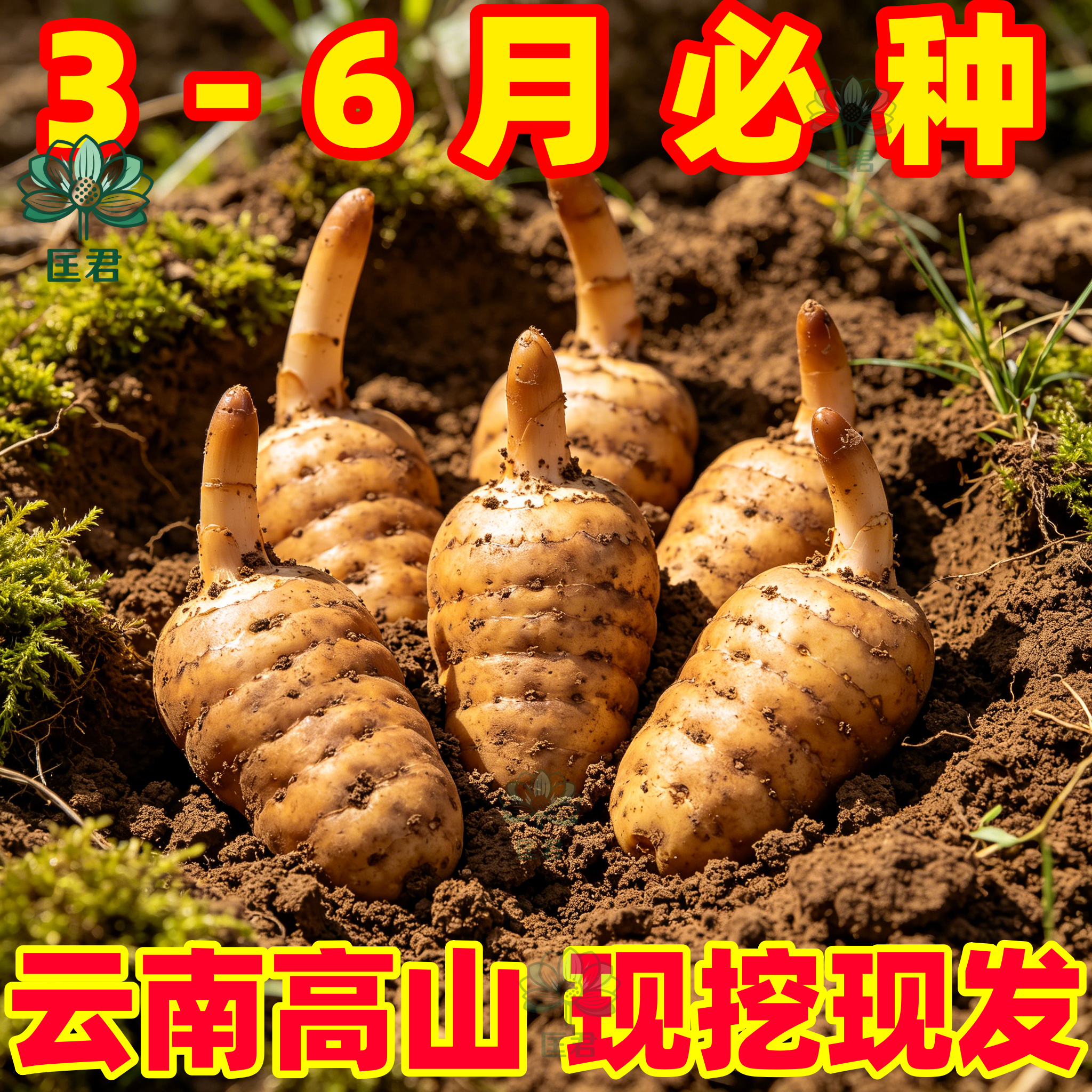 天麻种植苗种子正宗高产天麻花苗0代种新鲜现挖高产室内室外阳台