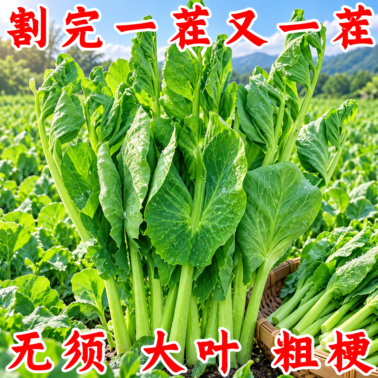 专吃豌豆尖荷兰豆种子四季水培
