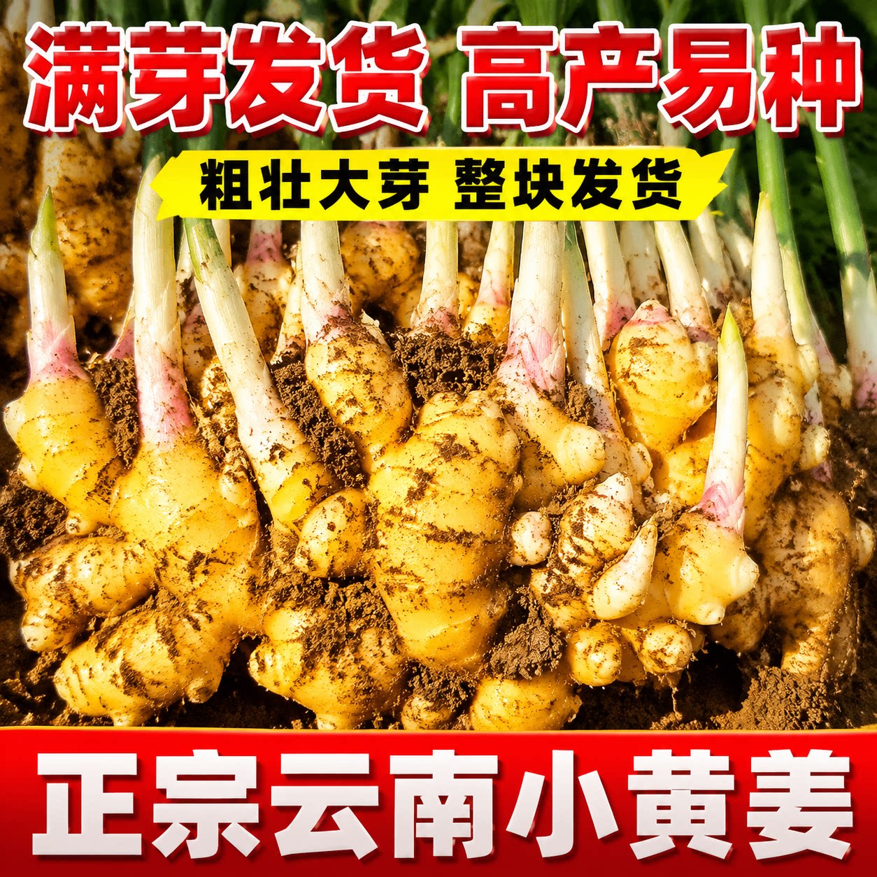 本地正宗小黄姜带芽老姜种苗