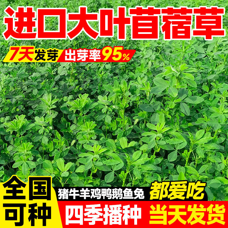 紫花苜蓿种子四季高产耐寒耐旱