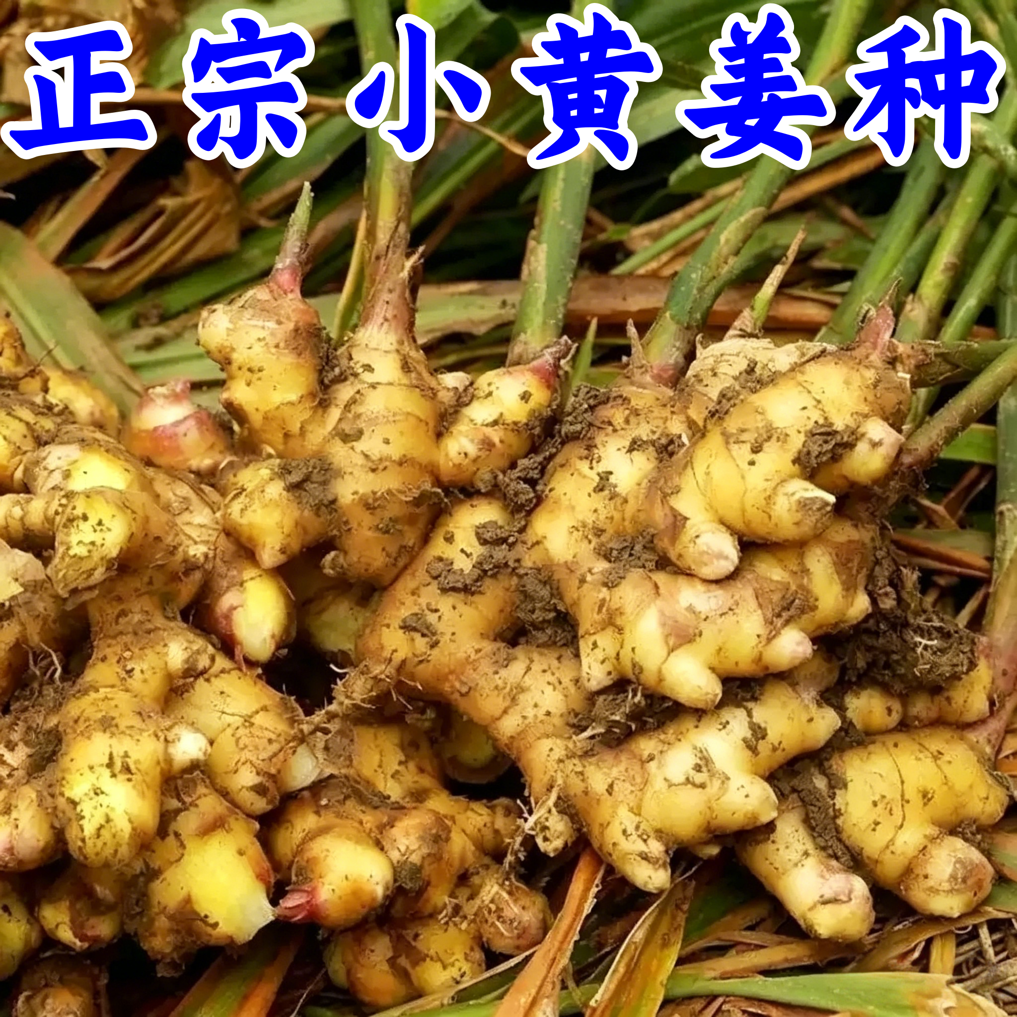 云南小黄姜带芽种子高产芽四季