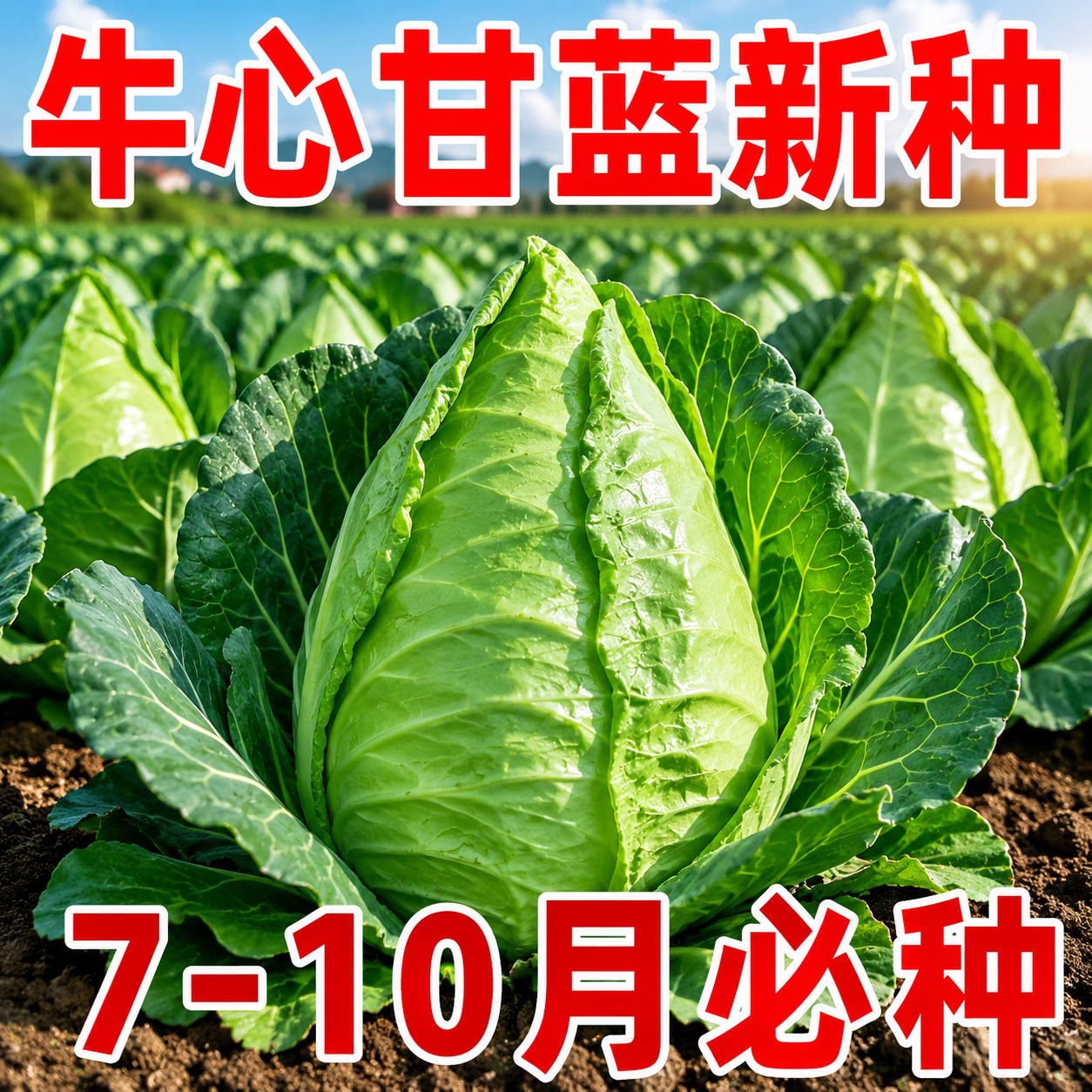 耐寒四季牛心甘蓝包菜
