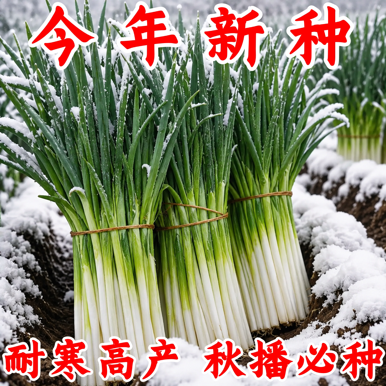 章丘大葱种子四季高产抗病包邮