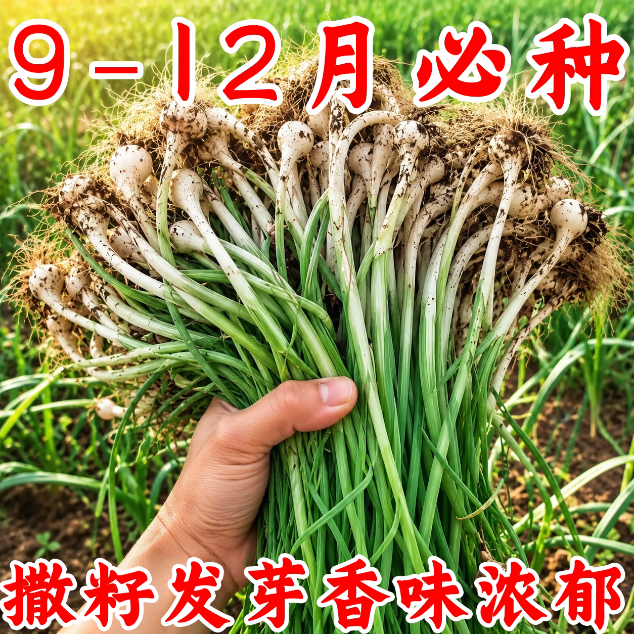 野生小根蒜百香葱种子