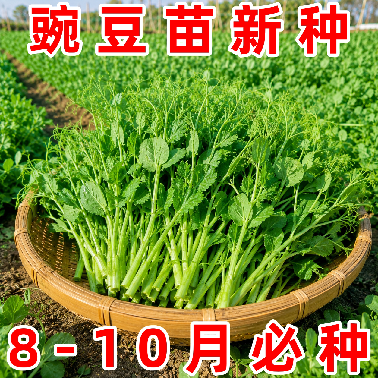 四季甜脆豌豆苗种子阳台盆栽