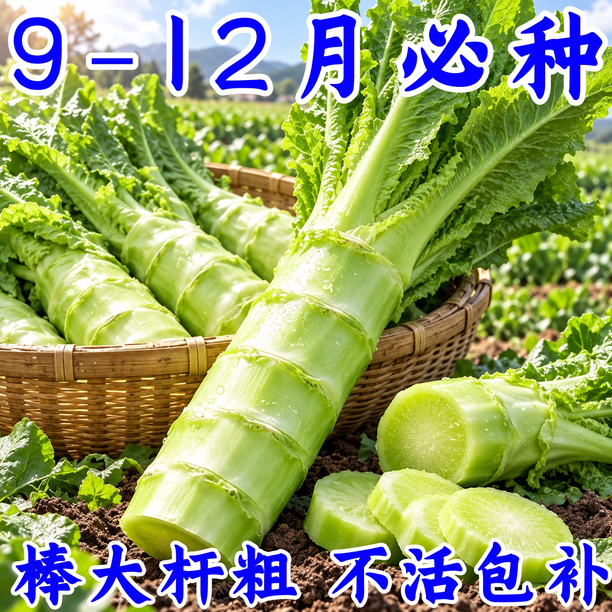 泰国罗汉王莴笋种子耐热耐寒
