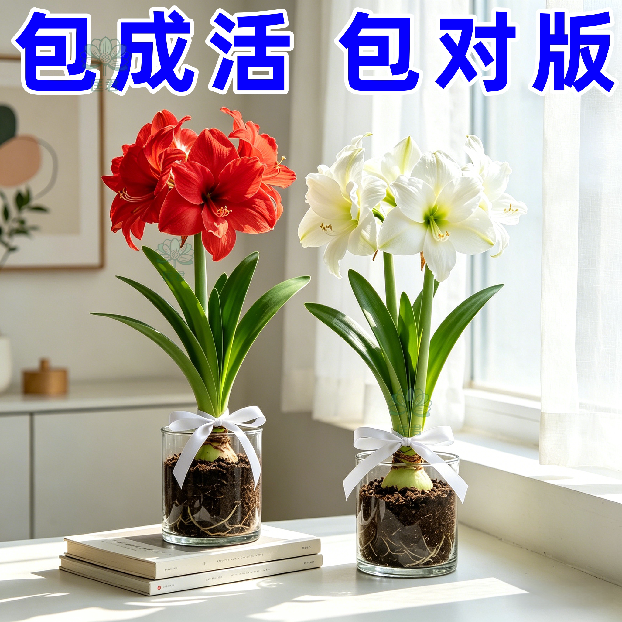 进口朱顶红重瓣带苞芽种球盆栽