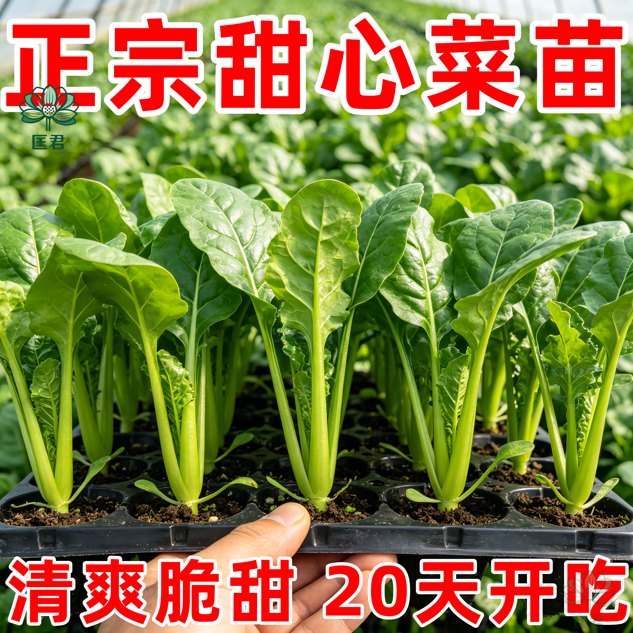 广东四九菜心甜红菜苔种子速生