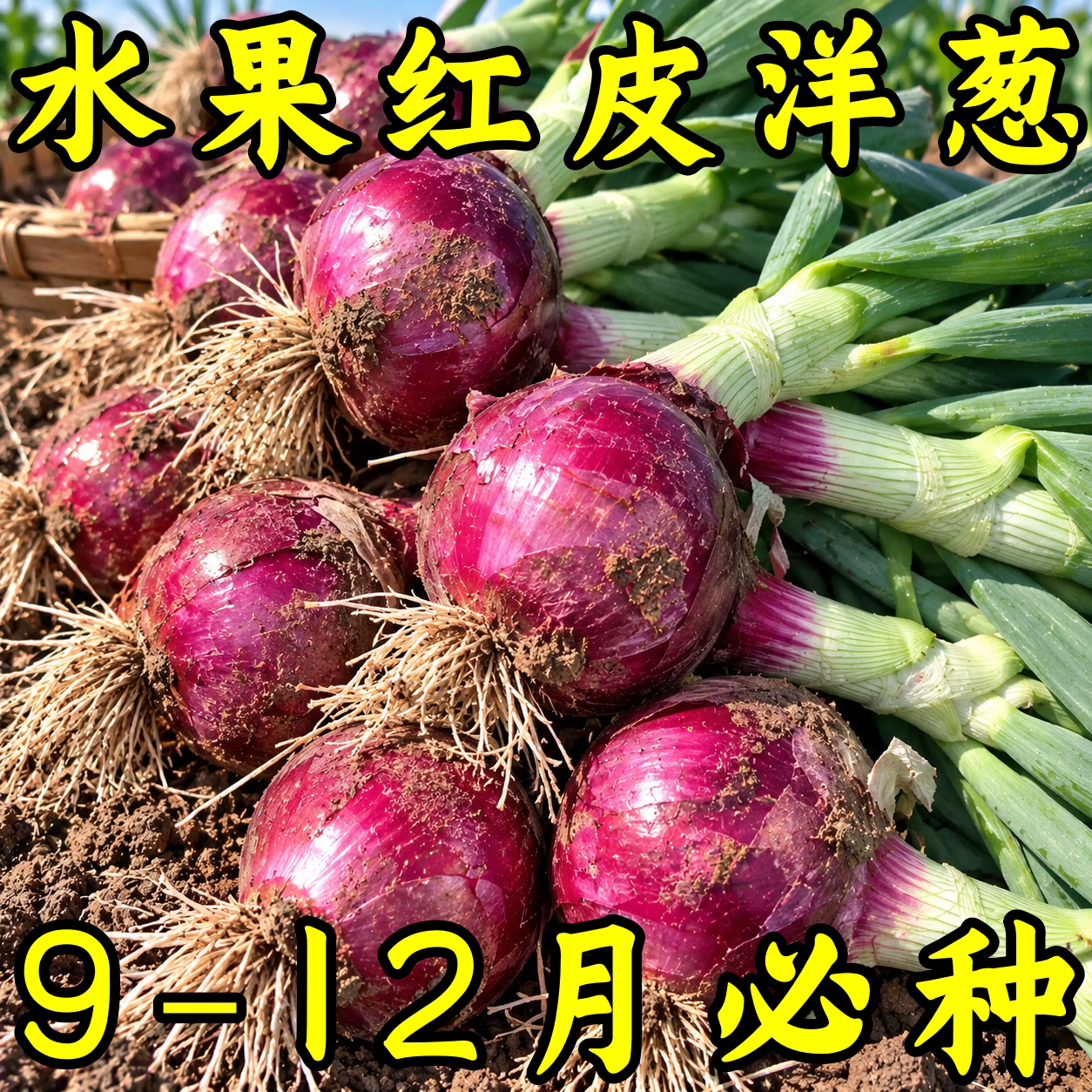 超甜生吃红皮洋葱种子高产耐热