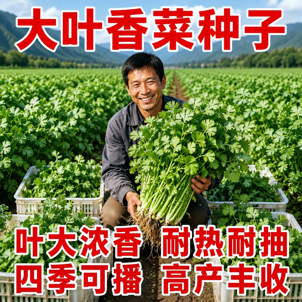 四季速生大叶香菜种子浓香农家种