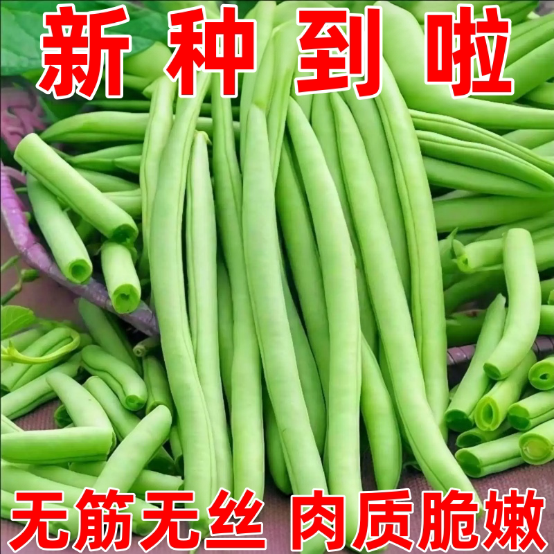 四季豆种子晚熟45天软糯无筋