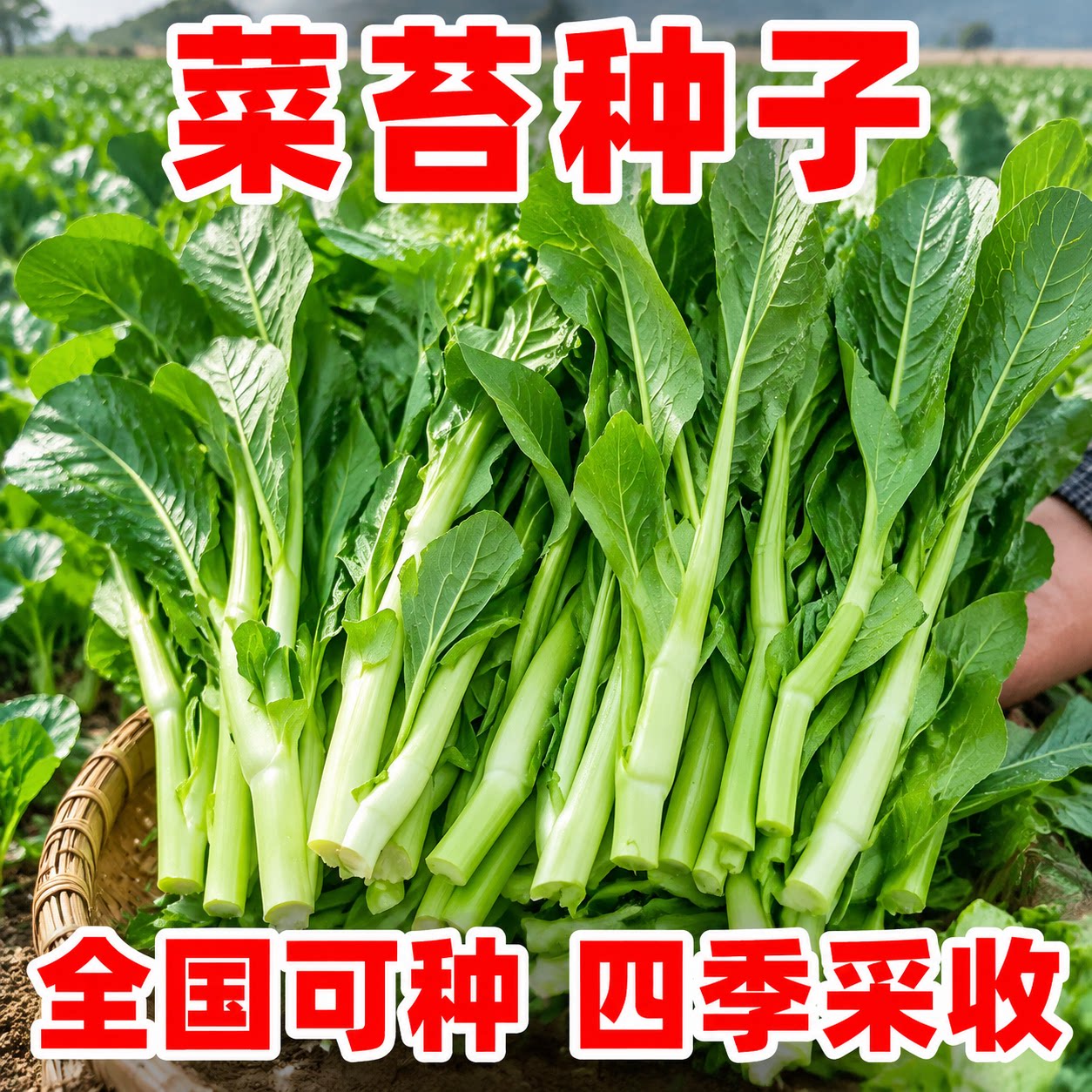 早熟高产甜软奶油白菜苔种子