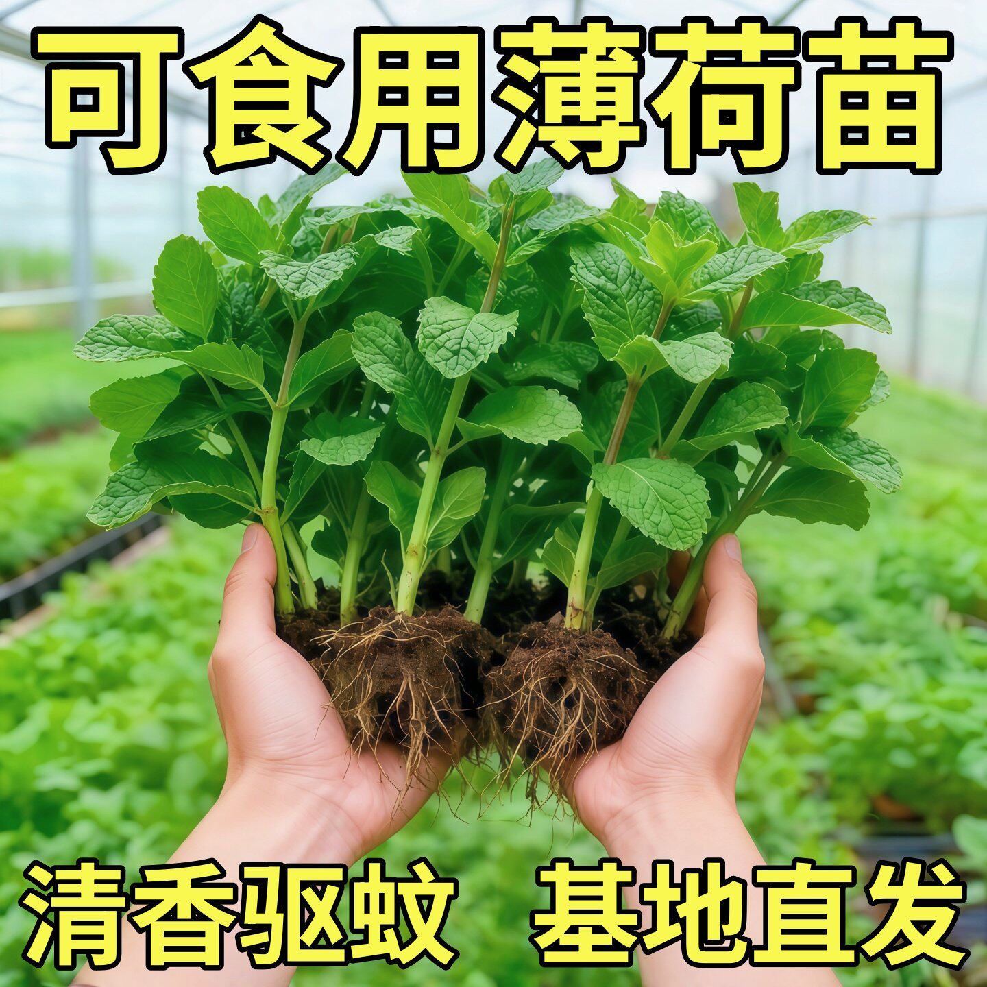 大叶薄荷苗耐热耐寒驱蚊盆栽