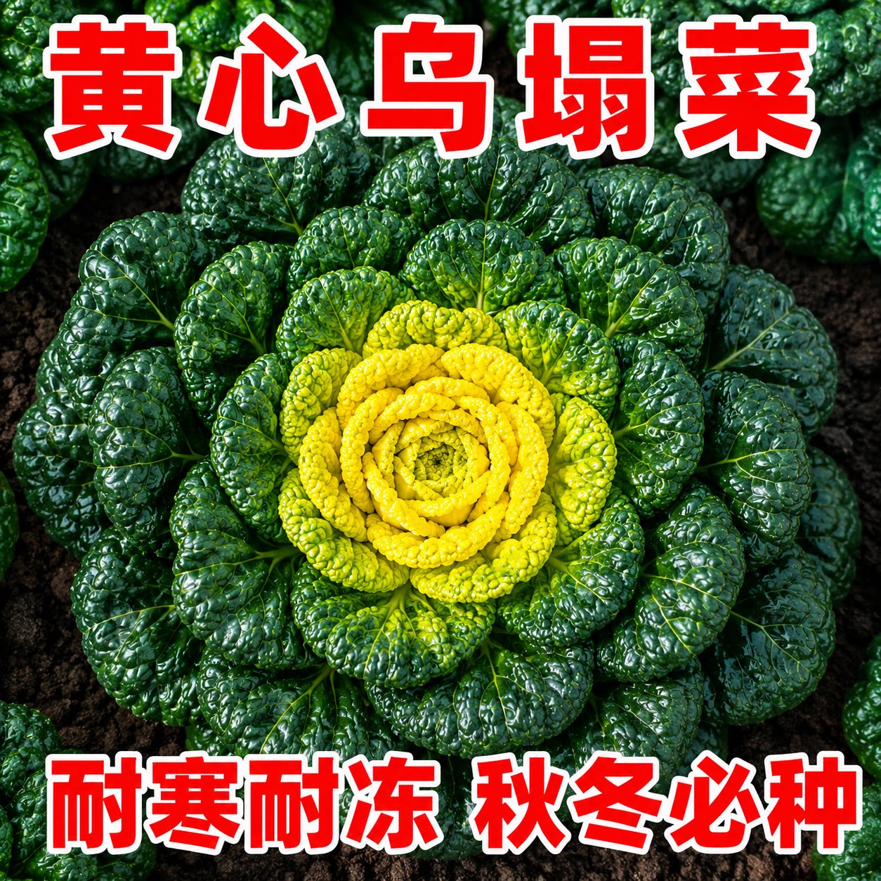奶油黄心乌塌菜种子耐寒四季播