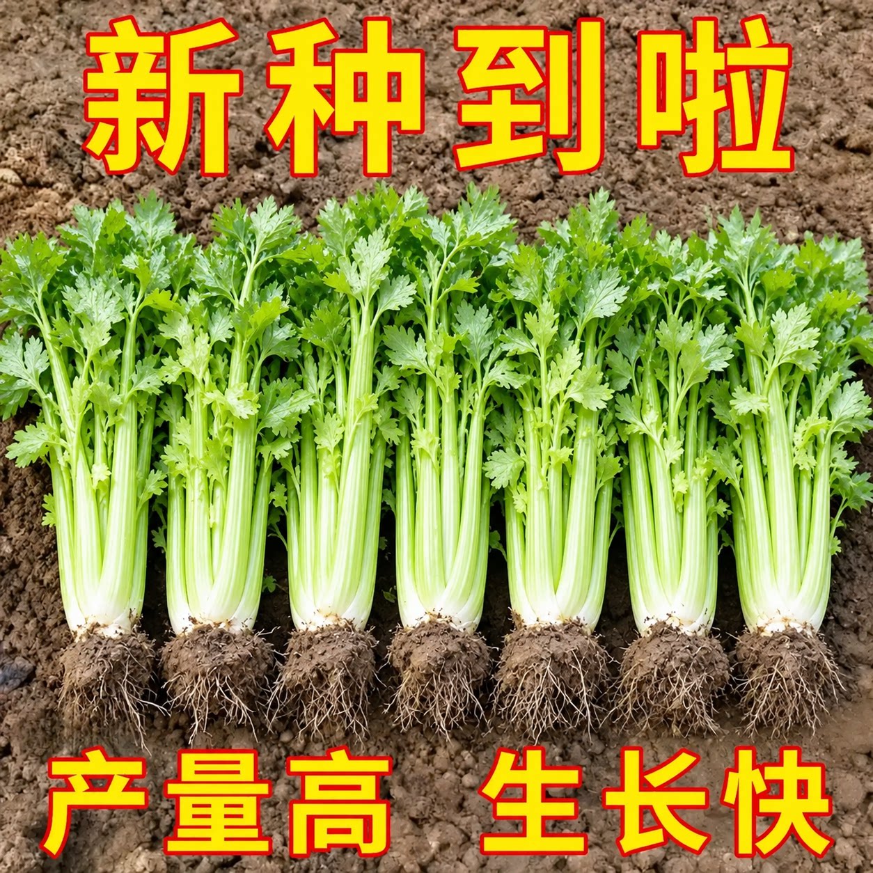 四季西芹种子法国皇后玻璃脆实