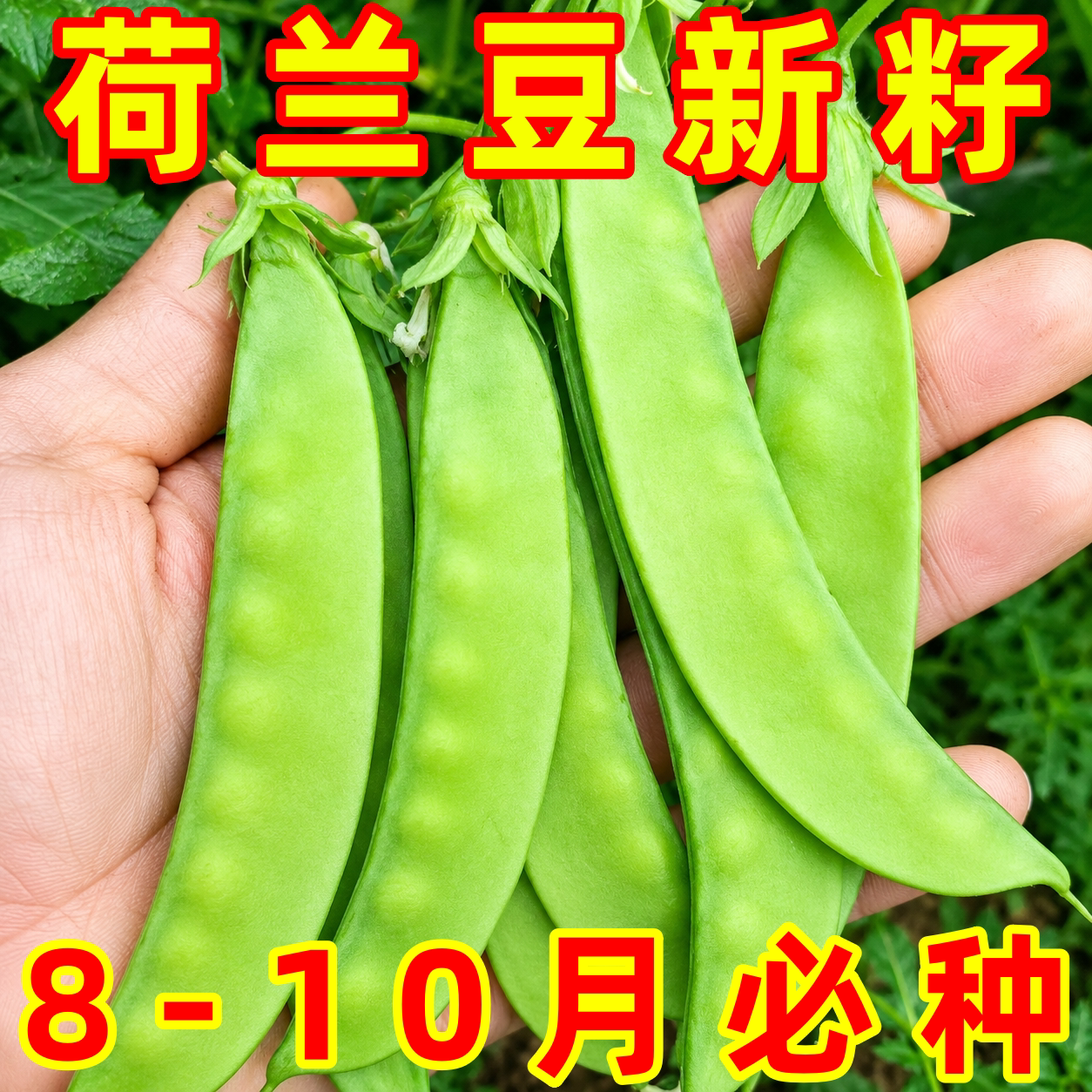 荷兰豆种子四季早熟高产易活