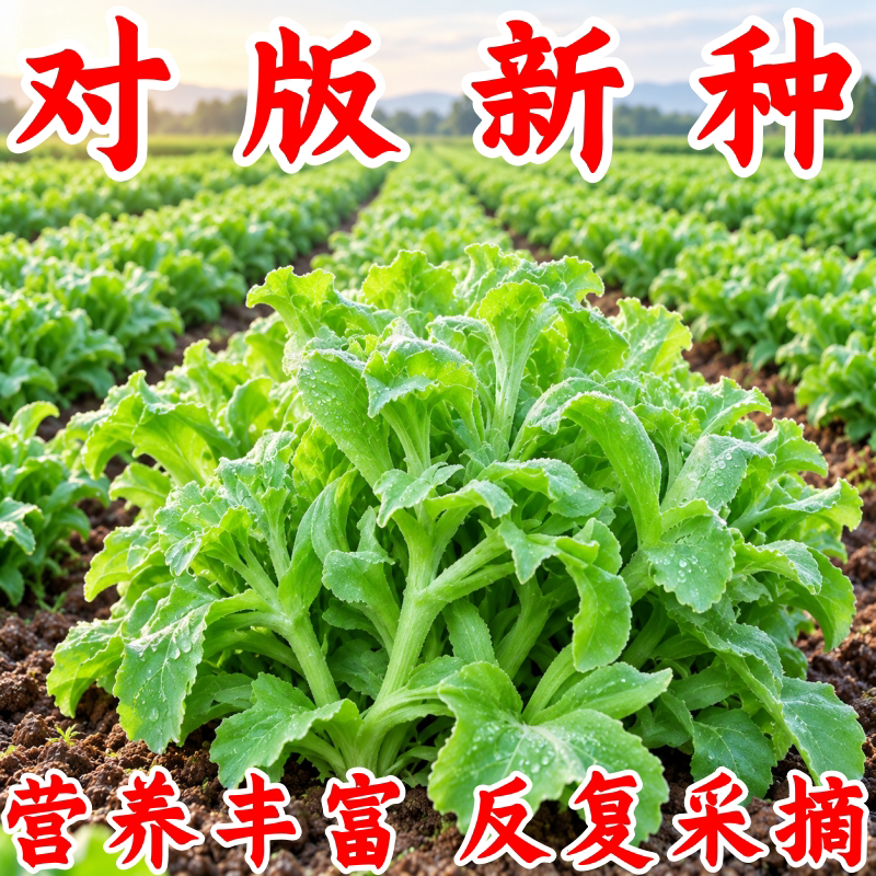 水晶冰菜蔬菜种子四季阳台盆栽