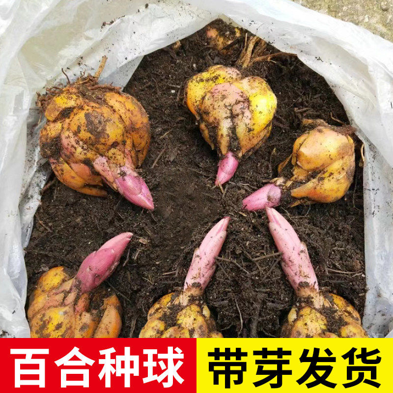 进口重瓣香水百合带芽耐寒易活
