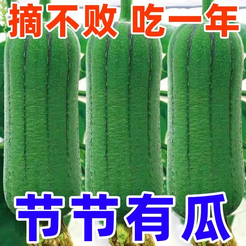 早熟高产耐热香丝瓜籽