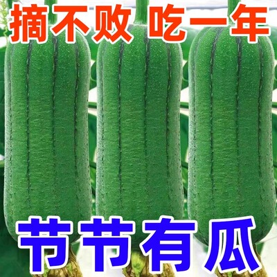 【高产新种】肉丝瓜籽早熟高产耐热爬藤香丝瓜庭院阳台易活蔬菜籽