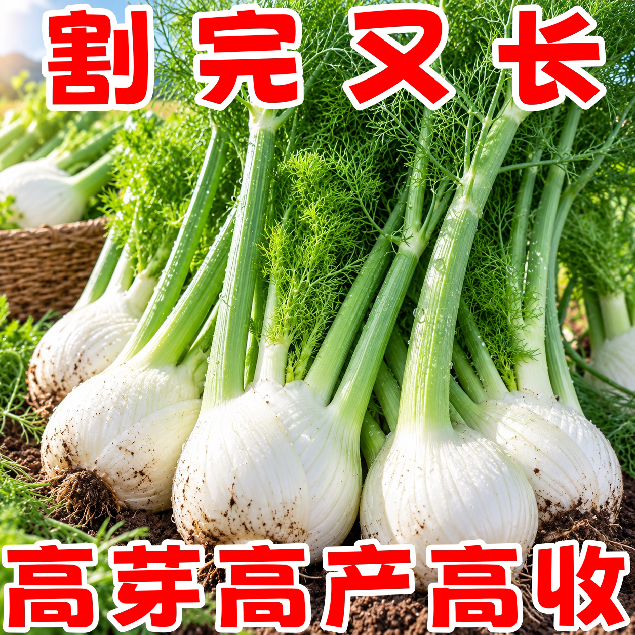 球茎茴香种子结球割茬大茴香